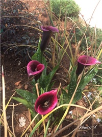 2c785a71-20170623 Ri kale.jpg